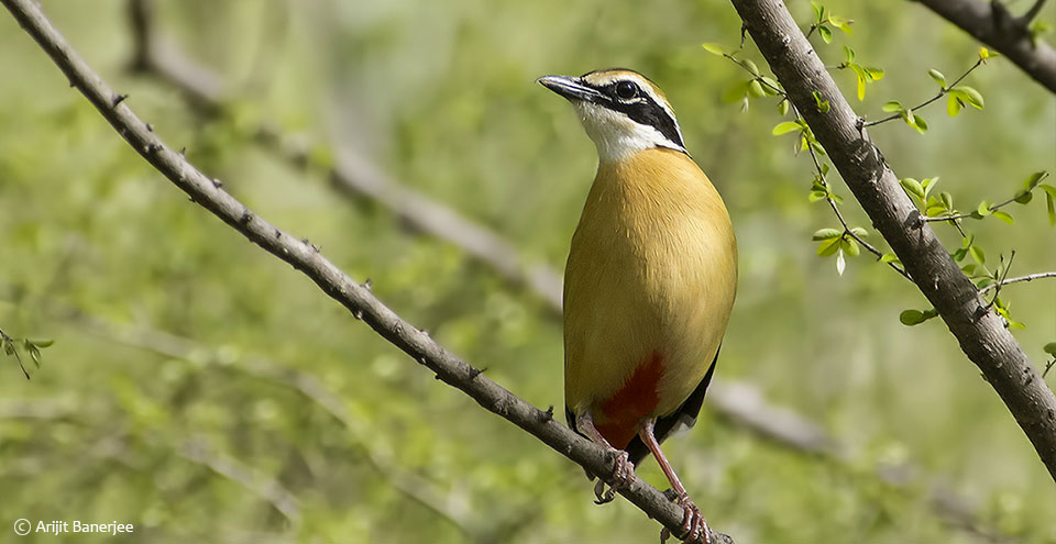 nahargarh biological park